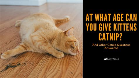 at what age can you give catnip