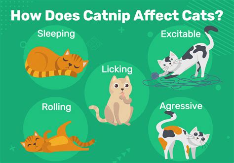 at what age do cats get affected by catnip