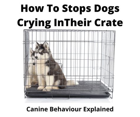 At What Age Does A Dog Stop Using A Crate