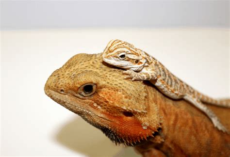 at what age is a bearded dragon considered old