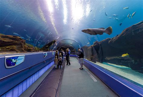 atlanta aquarium admission price