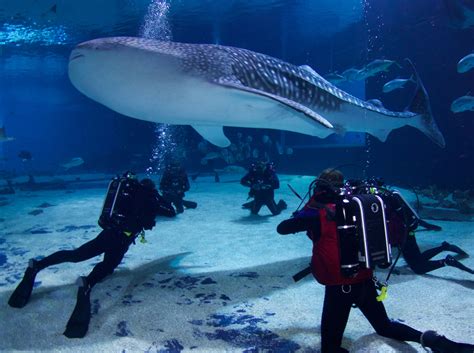 atlanta aquarium dive with whale sharks
