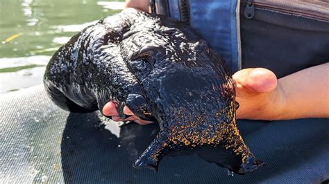 atlantic black sea hare