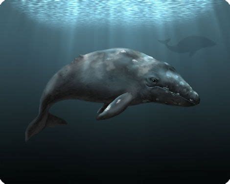 atlantic grey whale extinction
