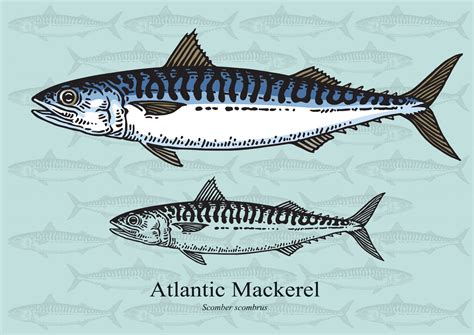 Atlantic Mackerel Facts