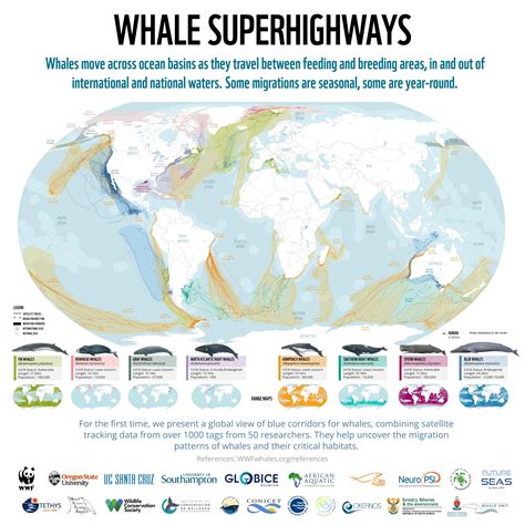 atlantic ocean whale migration