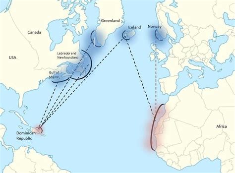 atlantic whale migration routes