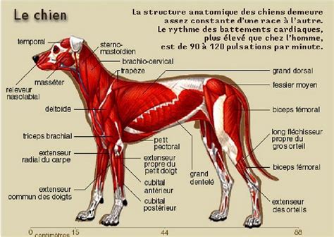 atlas anatomie du chien