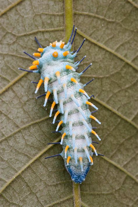 atlas moth larvae