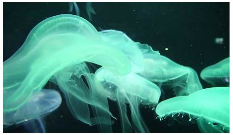 Atolla Jellyfish Bioluminescent 8 Beautiful Creatures From The Sea WIRED