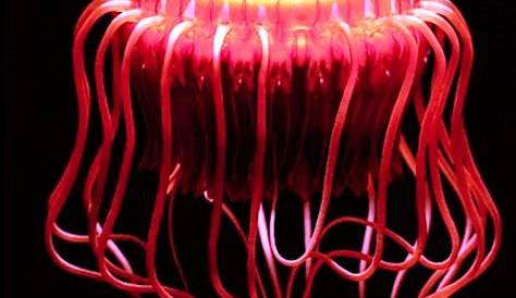Facts on the Scyphozoan Jellyfish Atolla Wyvillei Deep