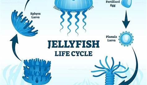 Atolla wyvillei, also known as Atolla jellyfish or