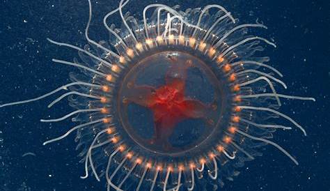 Atolla Jellyfish Scientific Name Ship2Shore Update About The Red Beauty!