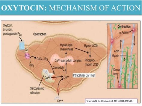 atosiban mechanism of action