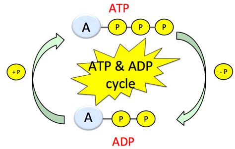 atp energy production