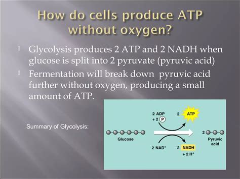 Atp Produced In Fermentation