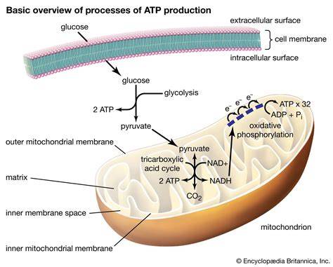 ATP