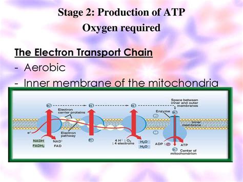 Atp Production With Oxygen