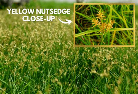Atrazine Nutsedge