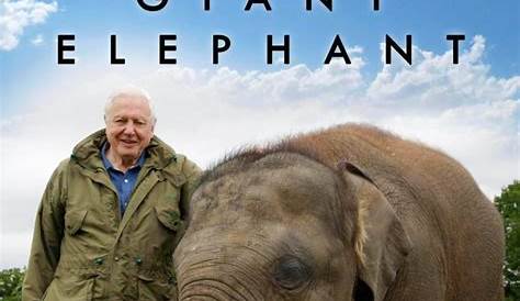 Attenborough and the giant elephant - de gigantische Jumbo