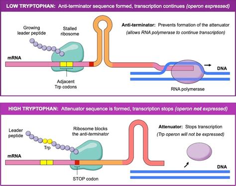 Attenuator Genetics