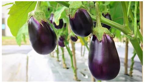 Voici comment planter et cultiver aubergine dans votre