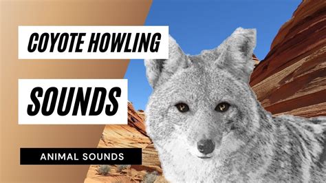 audio of coyotes howling