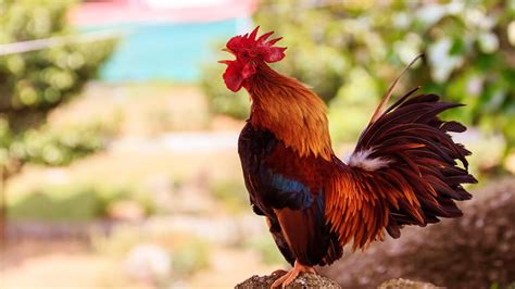 audio of rooster crowing