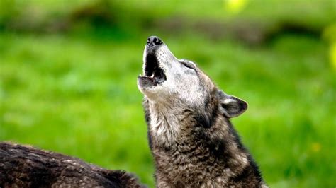 audio of wolves howling