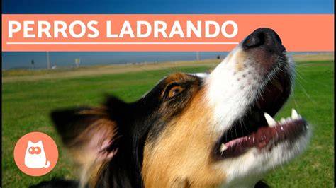 Sonido Perro Pequeño Ladrando YouTube