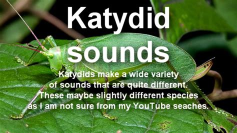 audio sound of a katydid