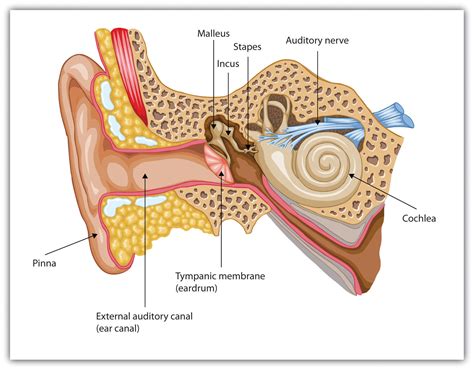 auditory ossicles located in the middle ear
