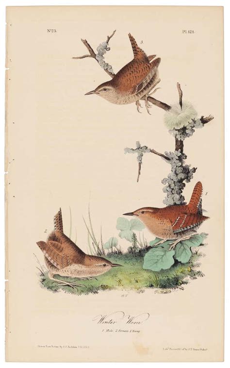 Audubon Original Prints Value