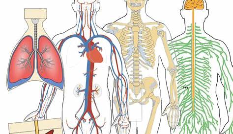 Menschlichen Körper Organe Anatomie Stockfotografie - Alamy