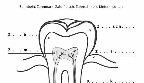 Arbeitsblatt: Zähne - Biologie - Anatomie / Physiologie