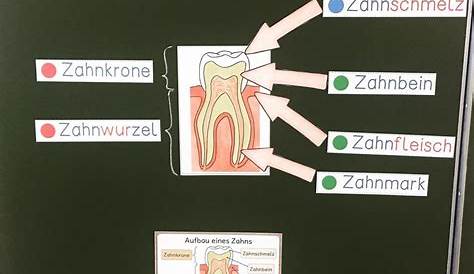 Tafelbild zum Aufbau von einem Zahn. #zähne #zahngesundheit #