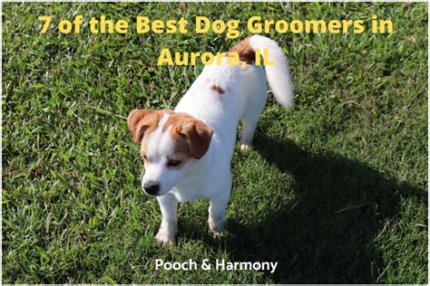 aurora best dog grooming