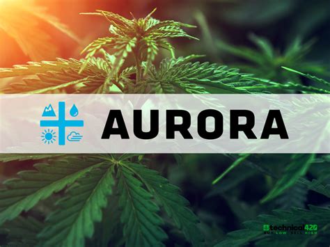 aurora cannabis company stock