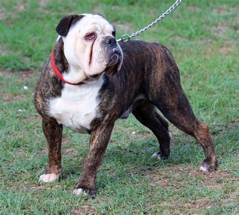 aussie bulldogs for sale nsw