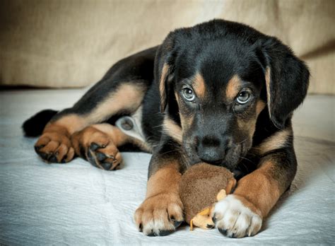 Aussie Rottweiler Lab Mix