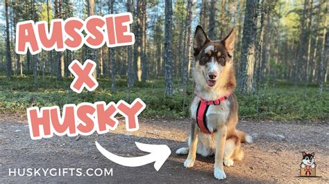 Aussie Husky (Australian Shepherd & Husky Mix) Info, Pictures, Characteristics & Facts Hepper