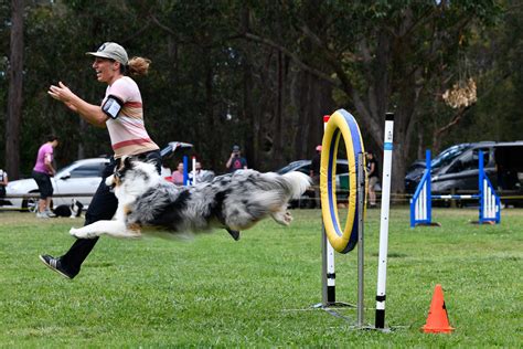 Austin Agility Training