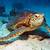 australia great barrier reef turtle