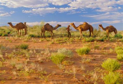 australia exports camels to the middle east