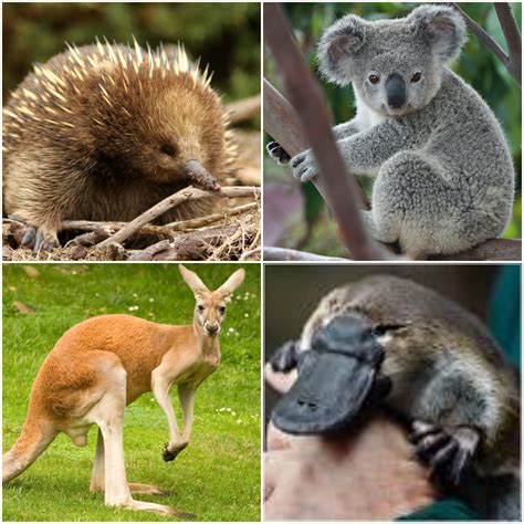 australia known for what animals