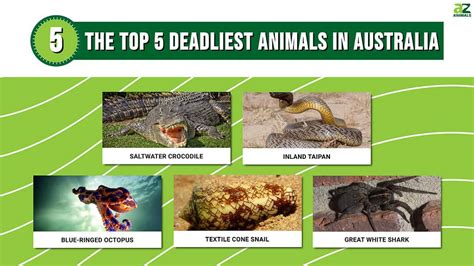 Australia Top Deadliest Animals