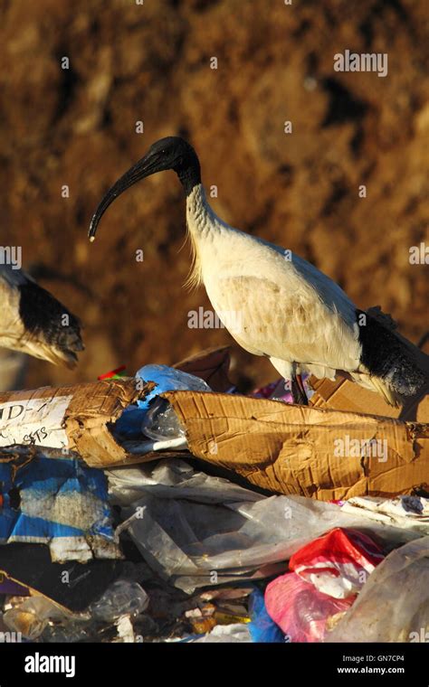 Australia Trash Bird