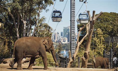 australia zoo admission fee