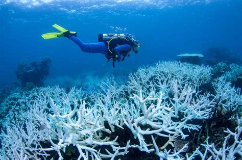 Bleaching May Have Killed Half the Coral on the Northern Great Barrier