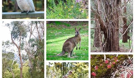 World Animals: Typical Australian Flora and Fauna